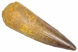 Fossil Spinosaurus Tooth - Real Dinosaur Tooth #382394-1
